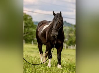 Frisone / Frisone Occidentale, Castrone, 7 Anni, 157 cm, Tobiano-tutti i colori