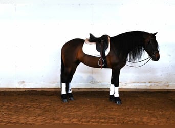 Frisone / Frisone Occidentale, Castrone, 7 Anni, 160 cm, Baio ciliegia