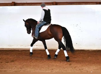 Frisone / Frisone Occidentale, Castrone, 7 Anni, 160 cm, Baio ciliegia