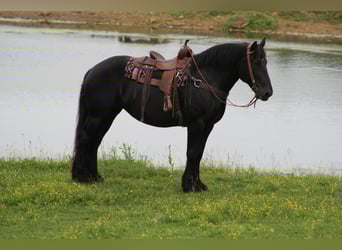 Frisone / Frisone Occidentale, Castrone, 7 Anni, 160 cm, Morello