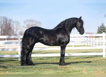Frisone / Frisone Occidentale, Castrone, 7 Anni, 160 cm, Morello