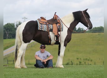 Frisone / Frisone Occidentale, Castrone, 7 Anni, 160 cm, Tobiano-tutti i colori