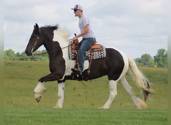 Frisone / Frisone Occidentale, Castrone, 7 Anni, 160 cm, Tobiano-tutti i colori