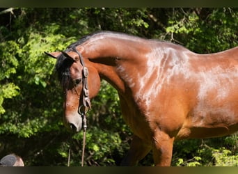 Frisone / Frisone Occidentale Mix, Castrone, 7 Anni, 163 cm, Baio ciliegia