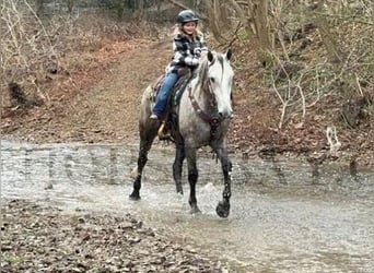 Frisone / Frisone Occidentale, Castrone, 7 Anni, 163 cm, Grigio