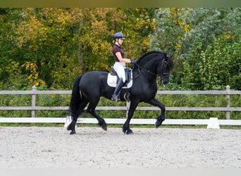 Frisone / Frisone Occidentale, Castrone, 7 Anni, 163 cm, Morello