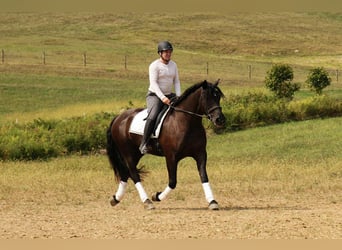 Frisone / Frisone Occidentale Mix, Castrone, 7 Anni, 163 cm, Morello