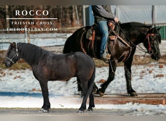 Frisone / Frisone Occidentale Mix, Castrone, 7 Anni, 163 cm, Morello