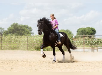 Frisone / Frisone Occidentale, Castrone, 7 Anni, 163 cm, Morello