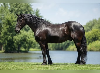 Frisone / Frisone Occidentale, Castrone, 7 Anni, 163 cm, Morello