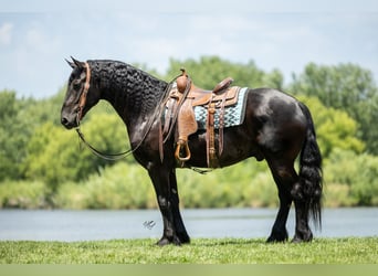 Frisone / Frisone Occidentale, Castrone, 7 Anni, 163 cm, Morello