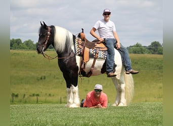 Frisone / Frisone Occidentale, Castrone, 7 Anni, 163 cm, Tobiano-tutti i colori