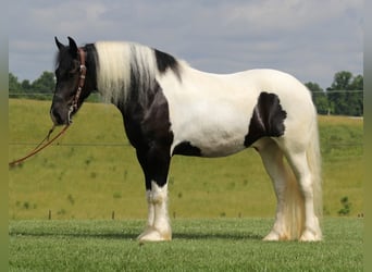 Frisone / Frisone Occidentale, Castrone, 7 Anni, 163 cm, Tobiano-tutti i colori