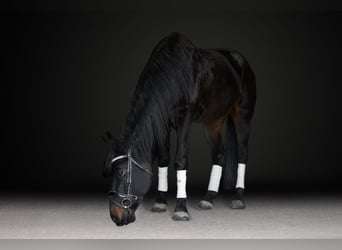 Frisone / Frisone Occidentale, Castrone, 7 Anni, 170 cm, Baio scuro