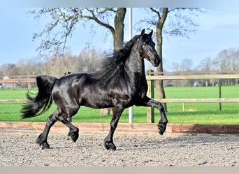Frisone / Frisone Occidentale, Castrone, 7 Anni, 170 cm, Morello