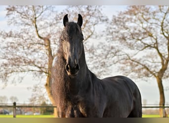 Frisone / Frisone Occidentale, Castrone, 7 Anni, 170 cm, Morello