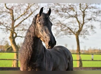 Frisone / Frisone Occidentale, Castrone, 7 Anni, 170 cm, Morello