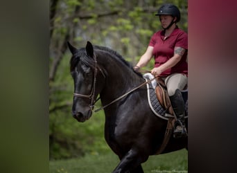 Frisone / Frisone Occidentale Mix, Castrone, 7 Anni, 173 cm, Morello