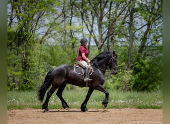 Frisone / Frisone Occidentale Mix, Castrone, 7 Anni, 173 cm, Morello