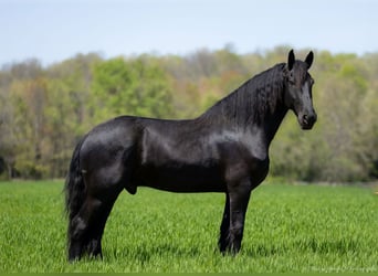 Frisone / Frisone Occidentale Mix, Castrone, 7 Anni, 173 cm, Morello
