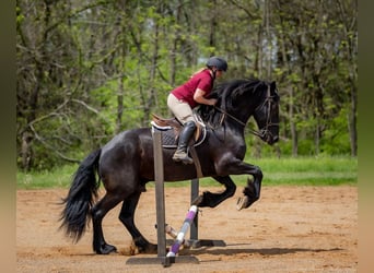 Frisone / Frisone Occidentale Mix, Castrone, 7 Anni, 173 cm, Morello