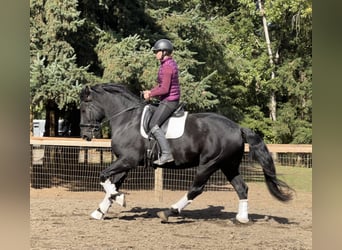 Frisone / Frisone Occidentale, Castrone, 7 Anni, 173 cm, Morello
