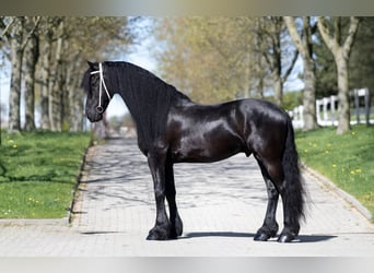 Frisone / Frisone Occidentale, Castrone, 7 Anni, 175 cm, Morello