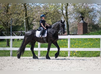 Frisone / Frisone Occidentale, Castrone, 7 Anni, 175 cm, Morello