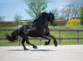 Frisone / Frisone Occidentale, Castrone, 7 Anni, 175 cm, Morello