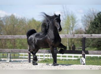 Frisone / Frisone Occidentale, Castrone, 7 Anni, 175 cm, Morello