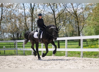 Frisone / Frisone Occidentale, Castrone, 7 Anni, 175 cm, Morello