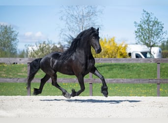 Frisone / Frisone Occidentale, Castrone, 7 Anni, 175 cm, Morello