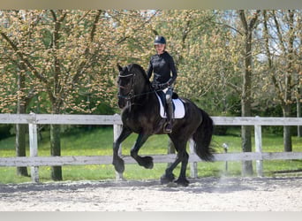 Frisone / Frisone Occidentale, Castrone, 7 Anni, 175 cm, Morello