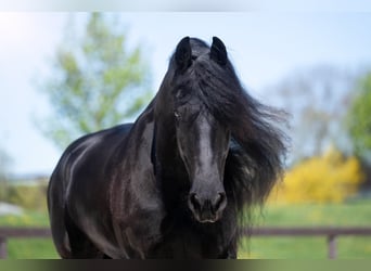 Frisone / Frisone Occidentale, Castrone, 7 Anni, 175 cm, Morello