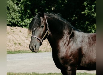 Frisone / Frisone Occidentale Mix, Castrone, 7 Anni, Morello