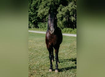 Frisone / Frisone Occidentale Mix, Castrone, 7 Anni, Morello