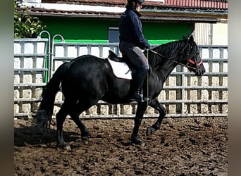 Frisone / Frisone Occidentale Mix, Castrone, 8 Anni, 150 cm, Morello