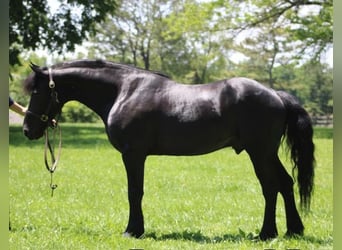 Frisone / Frisone Occidentale Mix, Castrone, 8 Anni, 150 cm, Morello