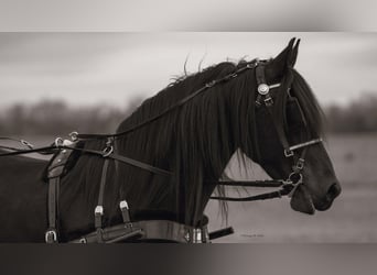 Frisone / Frisone Occidentale Mix, Castrone, 8 Anni, 152 cm, Baio scuro