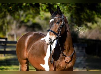 Frisone / Frisone Occidentale Mix, Castrone, 8 Anni, 157 cm, Pezzato