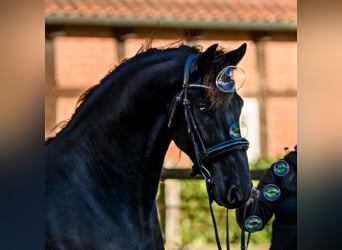 Frisone / Frisone Occidentale, Castrone, 8 Anni, 158 cm, Morello