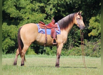 Frisone / Frisone Occidentale, Castrone, 8 Anni, 160 cm, Pelle di daino