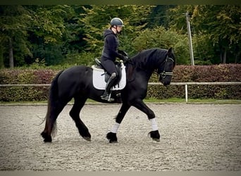 Frisone / Frisone Occidentale, Castrone, 8 Anni, 163 cm, Morello