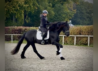Frisone / Frisone Occidentale, Castrone, 8 Anni, 163 cm, Morello