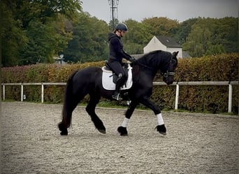 Frisone / Frisone Occidentale, Castrone, 8 Anni, 163 cm, Morello