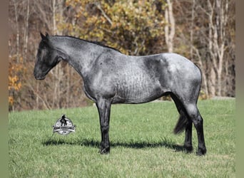 Frisone / Frisone Occidentale Mix, Castrone, 8 Anni, 163 cm, Roano blu