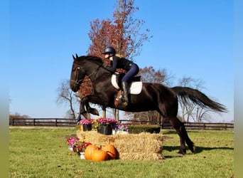 Frisone / Frisone Occidentale, Castrone, 8 Anni, 165 cm, Morello