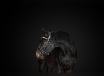 Frisone / Frisone Occidentale, Castrone, 8 Anni, 170 cm, Baio scuro