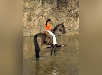 Frisone / Frisone Occidentale Mix, Castrone, 8 Anni, 170 cm, Morello