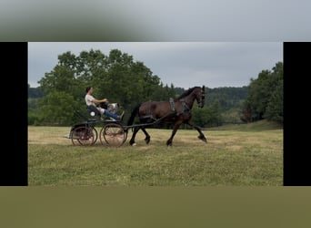 Frisone / Frisone Occidentale, Castrone, 8 Anni, 173 cm, Morello